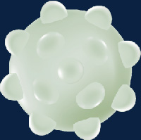 Leukemic cell